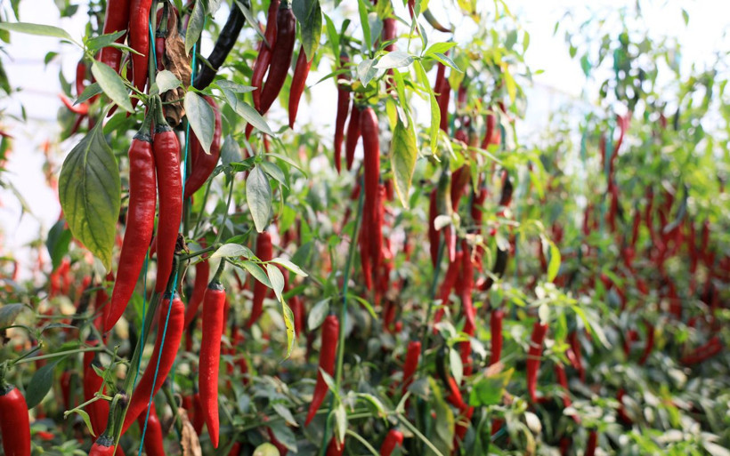 Antalyalı 'Şili biber' 50 kat daha acı! Şanlıurfalı isota rakip çıktı - Resim: 4