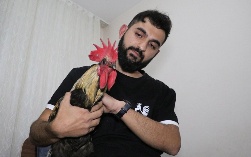 Denizli'de öterken bayılan horoz fenomen olmuştu! 'Bahtiyar'ın 10 yavrusu oldu - Resim: 2