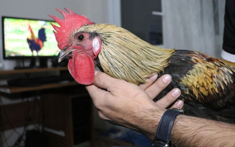 Denizli'de öterken bayılan horoz fenomen olmuştu! 'Bahtiyar'ın 10 yavrusu oldu - Resim: 4