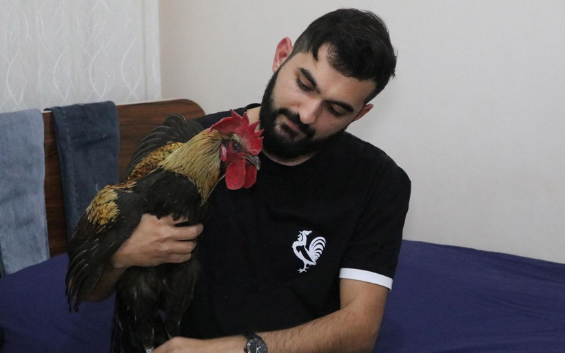 Denizli'de öterken bayılan horoz fenomen olmuştu! 'Bahtiyar'ın 10 yavrusu oldu - Resim: 1