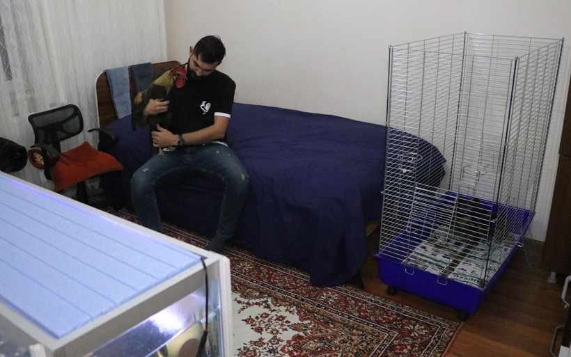 Denizli'de öterken bayılan horoz fenomen olmuştu! 'Bahtiyar'ın 10 yavrusu oldu - Resim: 3