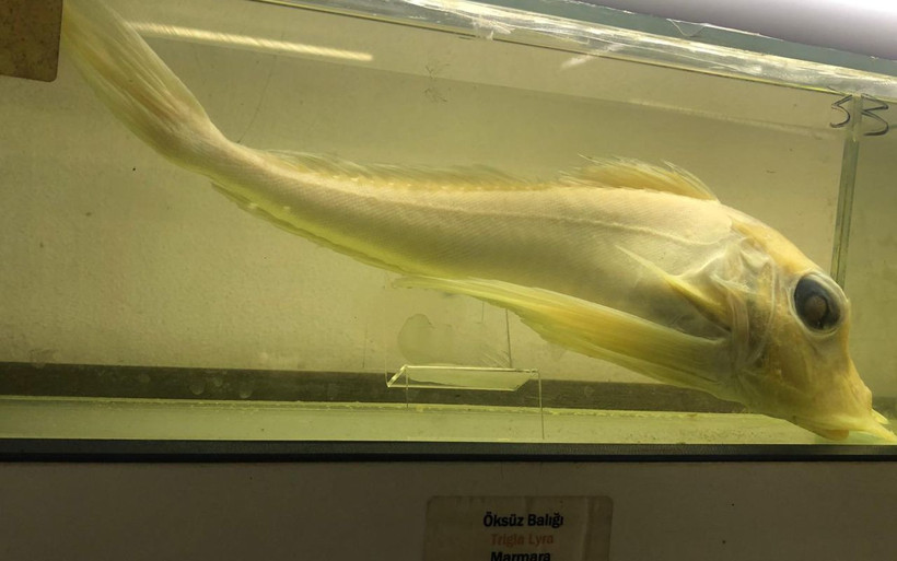 İstanbul'da çok fazla kişinin bilmediği müzede 450 balık türü sergileniyor - Resim: 3