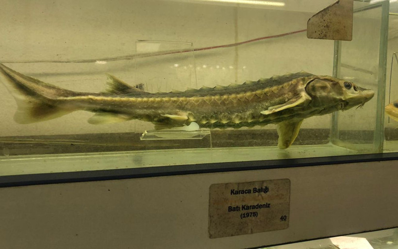 İstanbul'da çok fazla kişinin bilmediği müzede 450 balık türü sergileniyor - Resim: 4