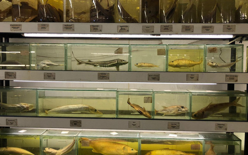 İstanbul'da çok fazla kişinin bilmediği müzede 450 balık türü sergileniyor - Resim: 2