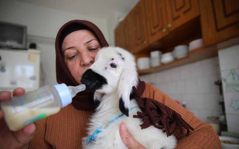 Bu kuzu hem evin neşe kaynağı hem terapist! Bursa'da sahiplendi hayatı değişti - Resim: 3