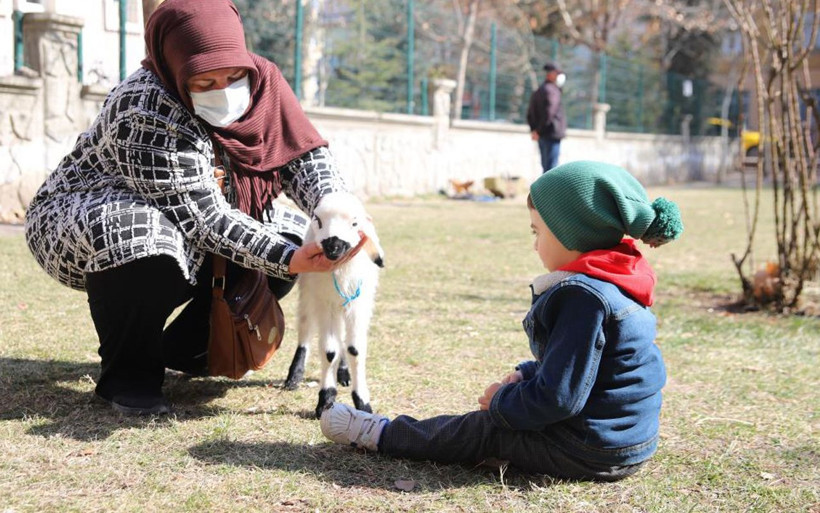 Bu kuzu hem evin neşe kaynağı hem terapist! Bursa'da sahiplendi hayatı değişti - Resim: 4