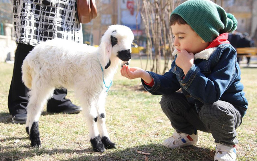 Bu kuzu hem evin neşe kaynağı hem terapist! Bursa'da sahiplendi hayatı değişti - Resim: 2