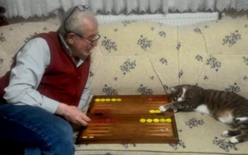 Kedinin tavla merakı Artvin'i şaşkına çevirdi: Bu nasıl olur - Resim: 2