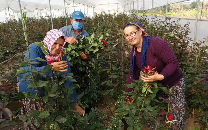 Osmaniye'de 'bu köyde yetişmez' diyenlere inat bu işe başladılar siparişlere yetişemiyorlar - Resim: 2