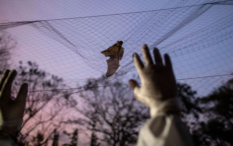 Bir sonraki virüsü önlemek için çalışıyorlar 'Virüs avcıları' diğer koronavirüslerin peşinde - Resim: 2