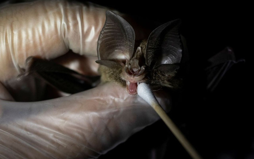 Bir sonraki virüsü önlemek için çalışıyorlar 'Virüs avcıları' diğer koronavirüslerin peşinde - Resim: 3