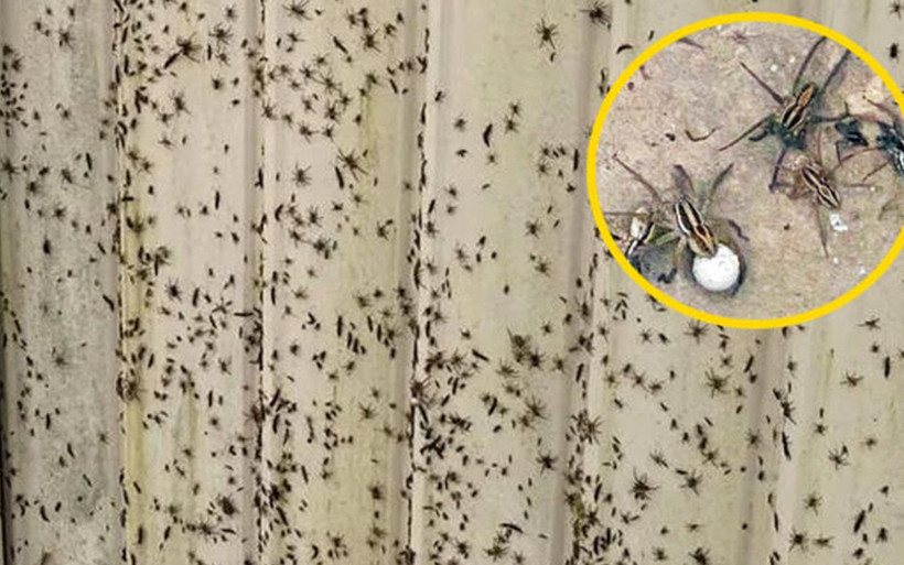 Felaketten sonra salgın başladı! 10 dakikada öldürüyor her yerdeler - Resim: 1