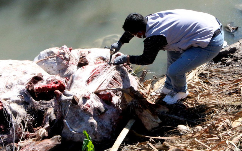 Adana'da et alırken dikkat: Çok sayıda at ve eşek kafasıyla kemikler bulundu - Resim: 3