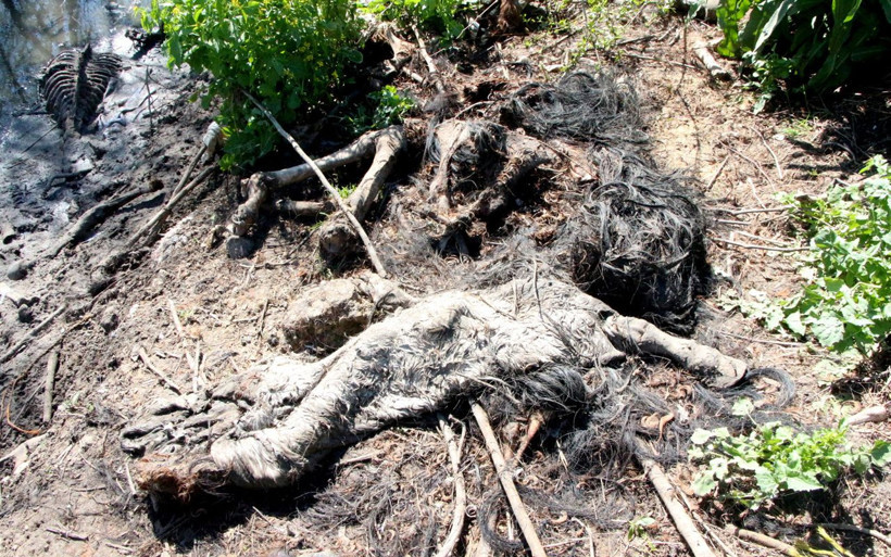 Adana'da et alırken dikkat: Çok sayıda at ve eşek kafasıyla kemikler bulundu - Resim: 4