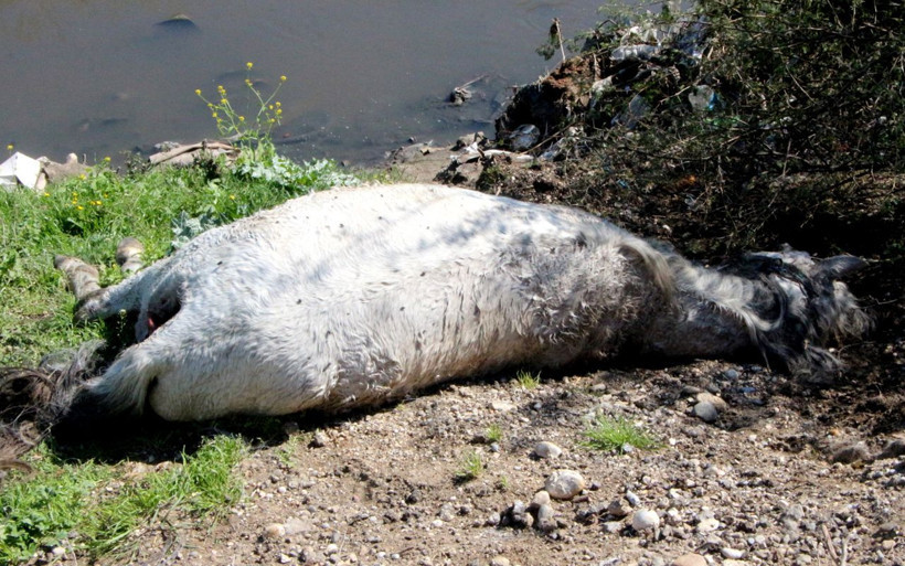 Adana'da et alırken dikkat: Çok sayıda at ve eşek kafasıyla kemikler bulundu - Resim: 1