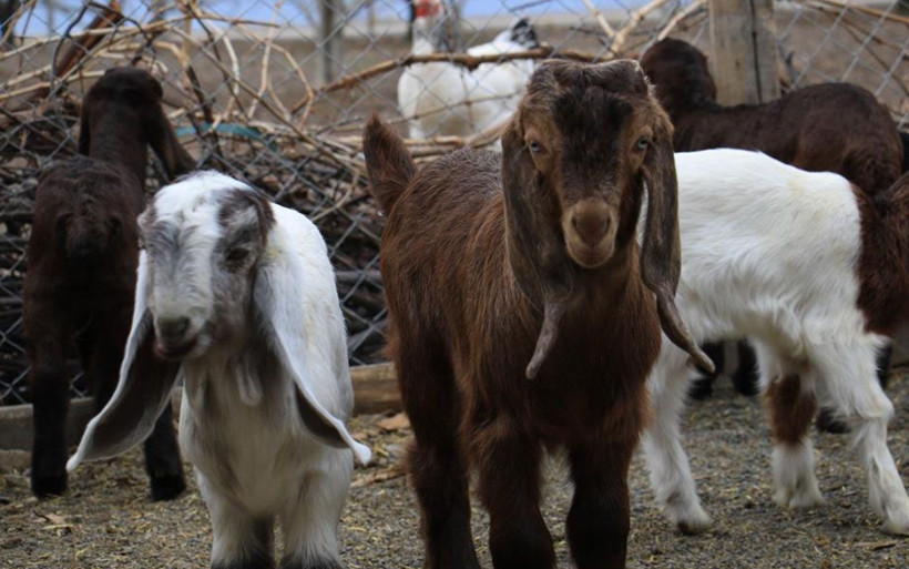 Elazığ'da kimse anlamadı süt için aldığı keçiler çift çift kuzulamaya başladı - Resim: 3