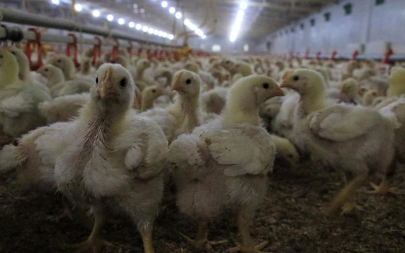 Elazığ'da müteahhitliği bırakıp başladı! 600 ton üretiyor yıllık kazancı dudak uçuklattı - Resim: 3