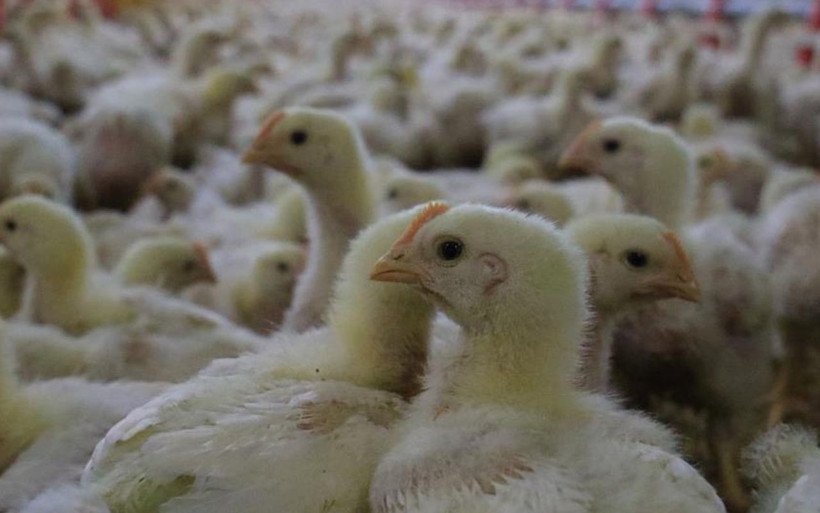 Elazığ'da müteahhitliği bırakıp başladı! 600 ton üretiyor yıllık kazancı dudak uçuklattı - Resim: 2