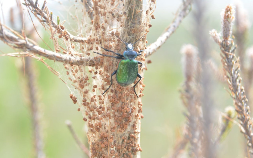 İzmir ve Mersin'de ortaya çıktı yangından daha beter! 55 bin hektar alan tehdit altında - Resim: 3
