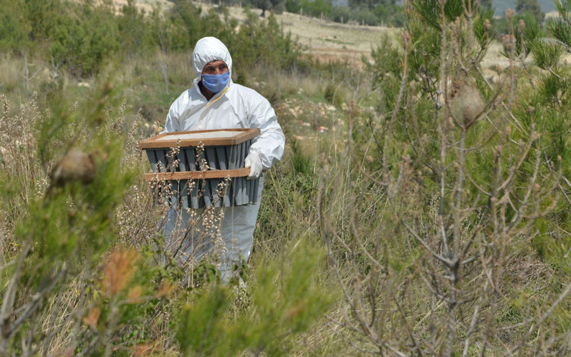 İzmir ve Mersin'de ortaya çıktı yangından daha beter! 55 bin hektar alan tehdit altında - Resim: 2