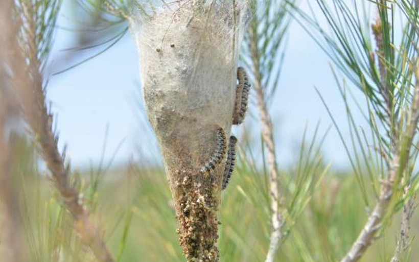 İzmir ve Mersin'de ortaya çıktı yangından daha beter! 55 bin hektar alan tehdit altında - Resim: 1