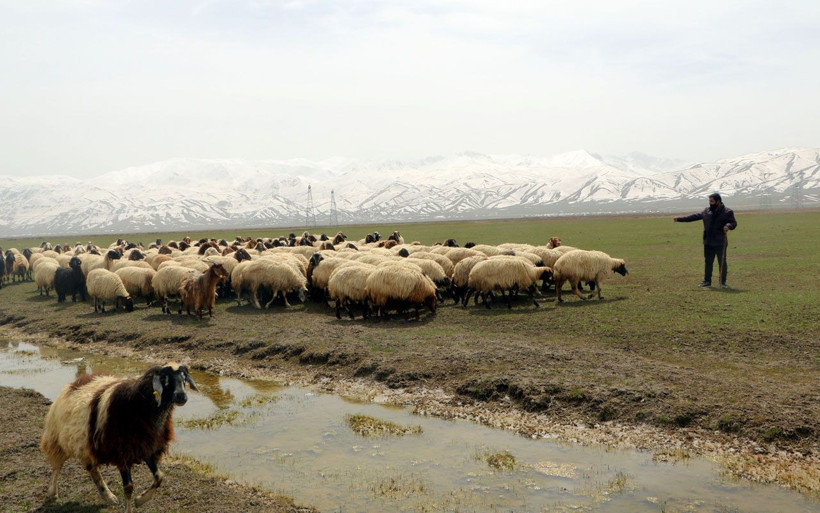 Hakkari'de çobanın duygulandıran notu 'tekrar tekrar okumak istedim' - Resim: 2