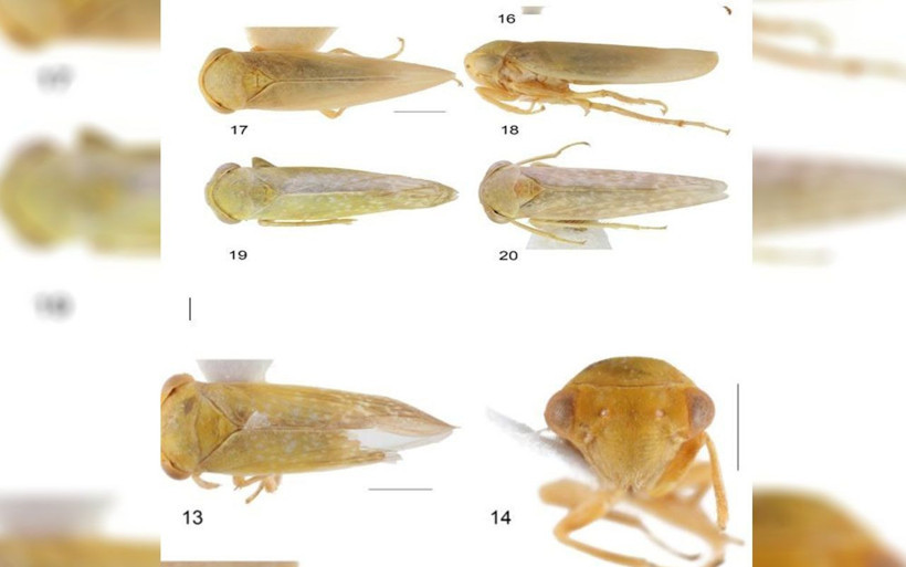 Dünyada ikinci kez ortaya çıktı! Bu böcek Türkiye’de ilk defa Elazığ'da görüldü - Resim: 4