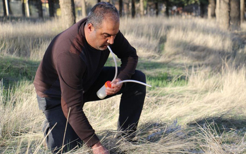 Dünyada ikinci kez ortaya çıktı! Bu böcek Türkiye’de ilk defa Elazığ'da görüldü - Resim: 3