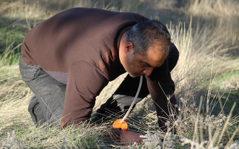Dünyada ikinci kez ortaya çıktı! Bu böcek Türkiye’de ilk defa Elazığ'da görüldü - Resim: 2
