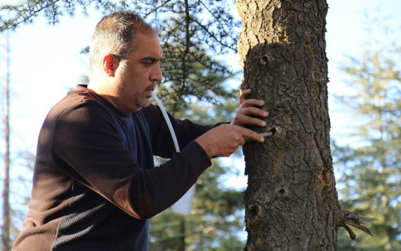 Dünyada ikinci kez ortaya çıktı! Bu böcek Türkiye’de ilk defa Elazığ'da görüldü - Resim: 1