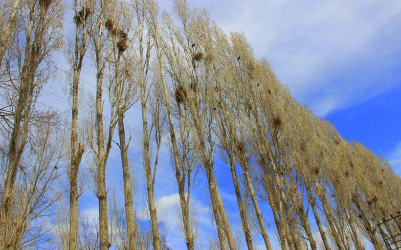 Erzurum'da istilacı karga çilesi! Köylüler toprağa koyuyor kargalar çıkartıyor - Resim: 3