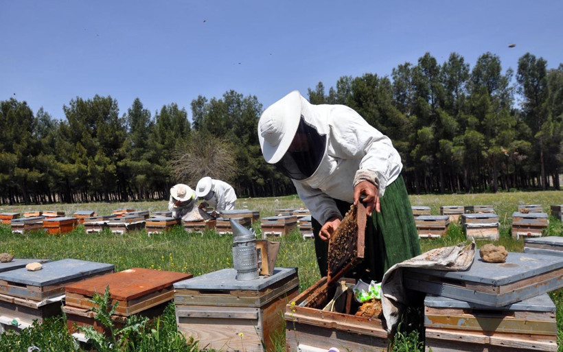 Mardinli 3 elti kol kola verip arıcılığa başladı diplomayı aldılar kendi işlerini kurdular - Resim: 2