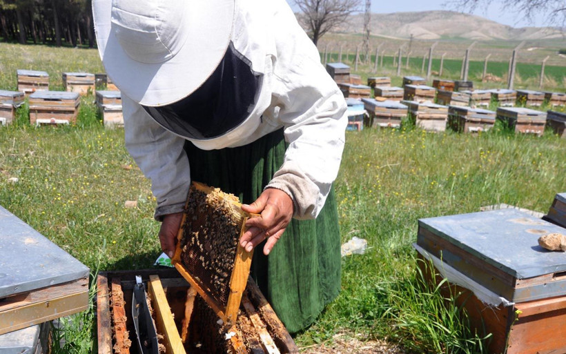 Mardinli 3 elti kol kola verip arıcılığa başladı diplomayı aldılar kendi işlerini kurdular - Resim: 1