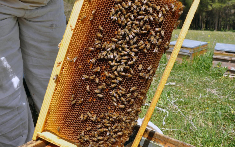 Mardinli 3 elti kol kola verip arıcılığa başladı diplomayı aldılar kendi işlerini kurdular - Resim: 3