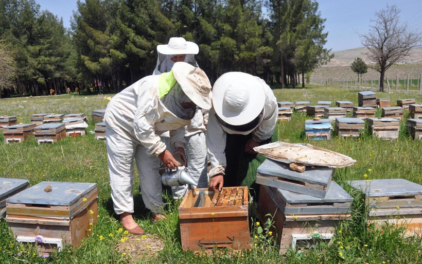 Mardinli 3 elti kol kola verip arıcılığa başladı diplomayı aldılar kendi işlerini kurdular - Resim: 4