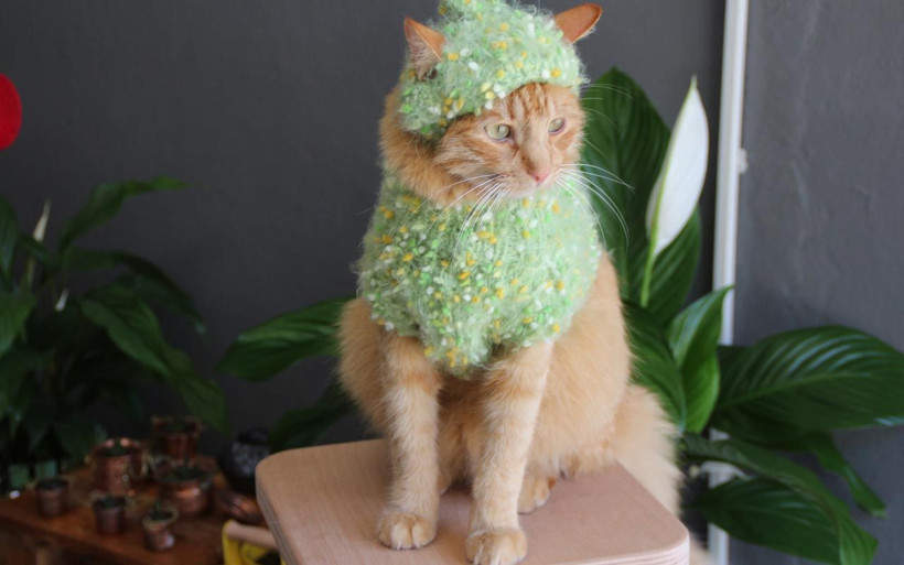 Nikahta bile kedisini omzundan indirmedi Artvin'de 'kedili kız' diyorlar balayına da... - Resim: 4