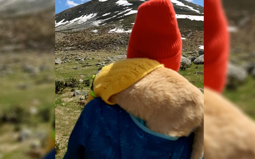 Nikahta bile kedisini omzundan indirmedi Artvin'de 'kedili kız' diyorlar balayına da... - Resim: 1