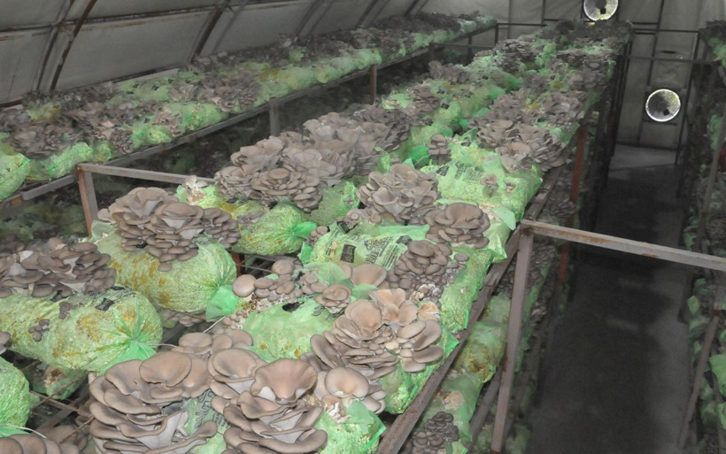 Hobi olarak başladı 3 tesis kurdu! Emekli astsubay yılda 40 ton üretip birçok ile gönderiyor - Resim: 4