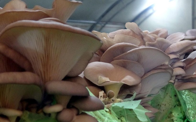 Hobi olarak başladı 3 tesis kurdu! Emekli astsubay yılda 40 ton üretip birçok ile gönderiyor - Resim: 3