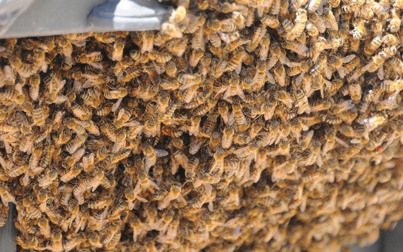 İzmit'te vatandaşları tedirgin eden görüntü! Arılar saat kulesini istila etti - Resim: 4
