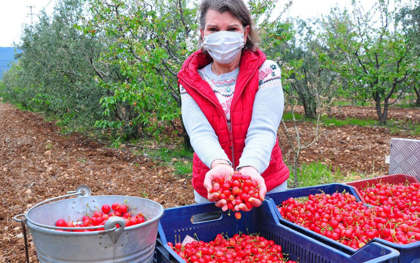 İstanbul yaramadı şehir hayatından kaçtı! Kadın girişimci Manisa'da 20 ton üretip satıyor - Resim: 3