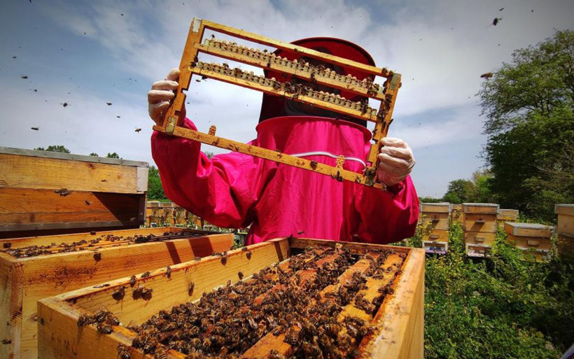 Bursa'da 3 aile gram gram sağıyor fiyatı dudak uçuklatan arı sütü yok satıyor! - Resim: 1