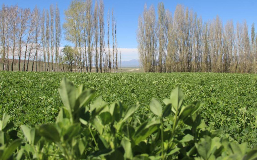 Erzurum'da dedesinden miras kaldı 'P' harfini andırıyor: TIR dolusu para verseler satmam - Resim: 2
