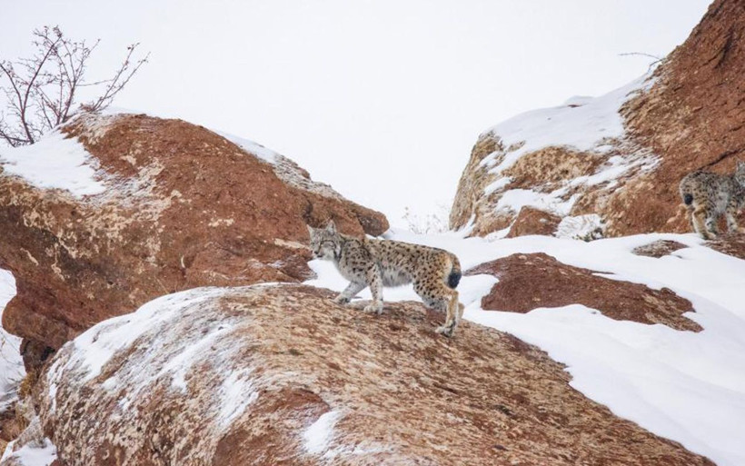 Sivas'ta 'Orman hayaleti' var! 80 gün dedektif gibi iz sürüp görüntüledi - Resim: 2