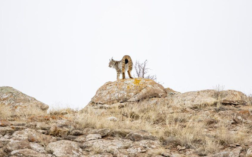 Sivas'ta 'Orman hayaleti' var! 80 gün dedektif gibi iz sürüp görüntüledi - Resim: 3
