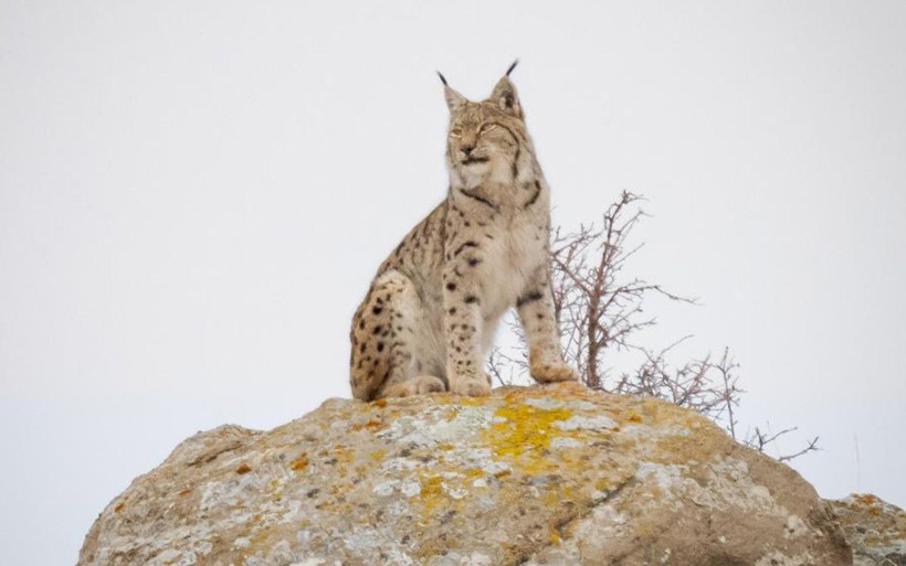 Sivas'ta 'Orman hayaleti' var! 80 gün dedektif gibi iz sürüp görüntüledi - Resim: 4