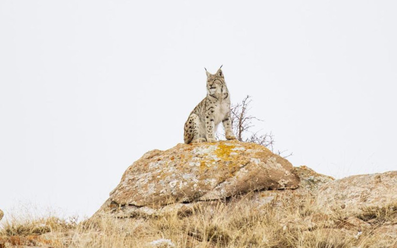 Sivas'ta 'Orman hayaleti' var! 80 gün dedektif gibi iz sürüp görüntüledi - Resim: 5