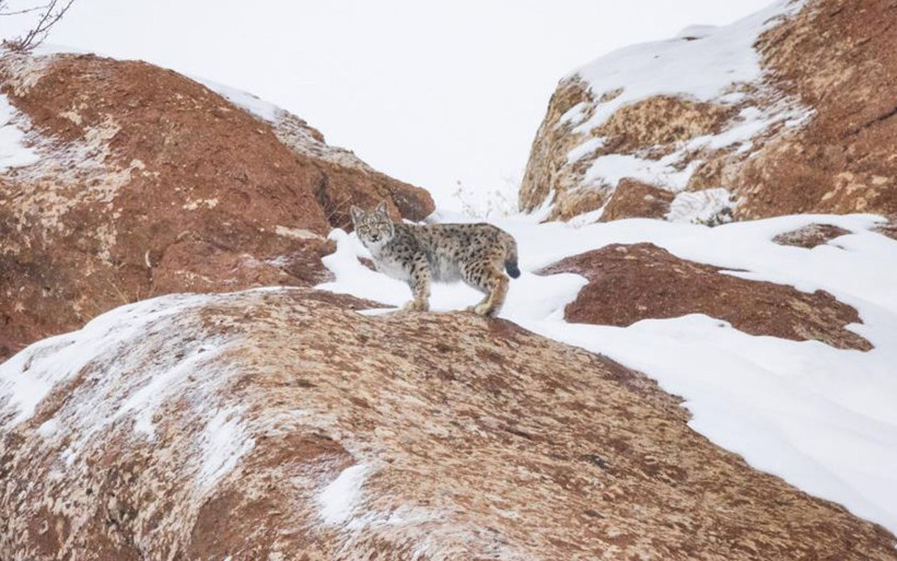 Sivas'ta 'Orman hayaleti' var! 80 gün dedektif gibi iz sürüp görüntüledi - Resim: 6