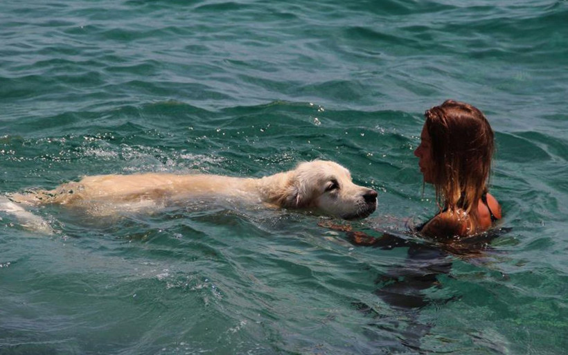 Antalya'da Rus turistin, 9 bin kilometrelik yoldan getirdiği köpeğiyle deniz keyfi! - Resim: 1