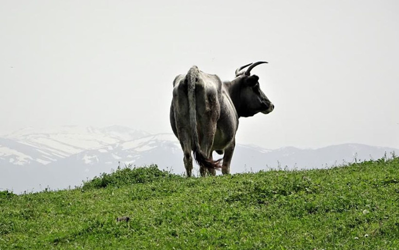 Dağda kurbanlık dana avı başladı! Tuz dökerek tuzağa çekiyorlar sonra gelsin paralar - Resim: 1